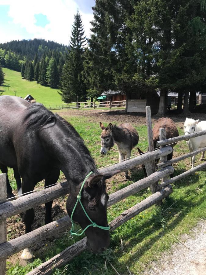 Chalet Stara Jelka Pokljuka Zgornje Gorje Kültér fotó