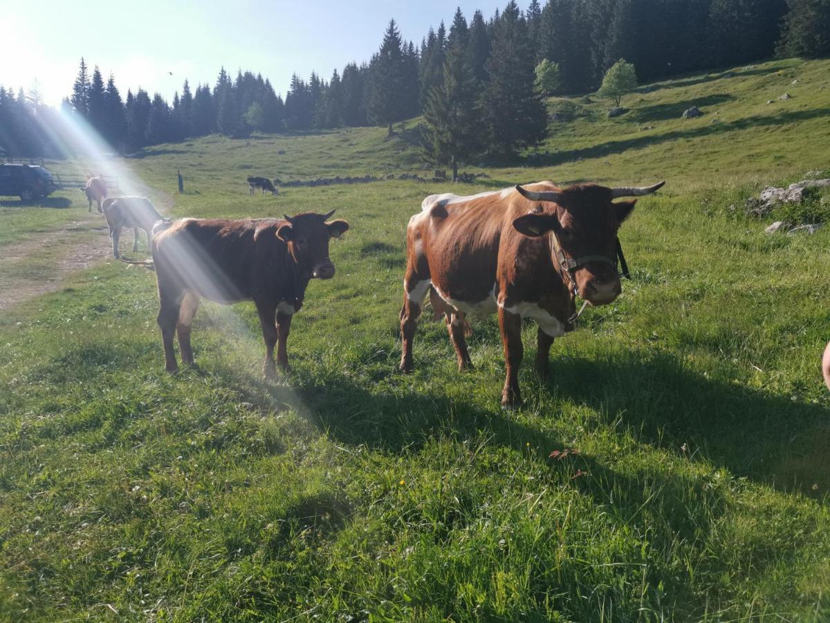 Chalet Stara Jelka Pokljuka Zgornje Gorje Kültér fotó