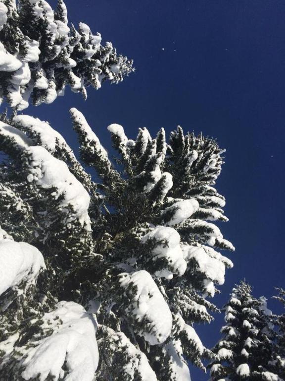 Chalet Stara Jelka Pokljuka Zgornje Gorje Kültér fotó